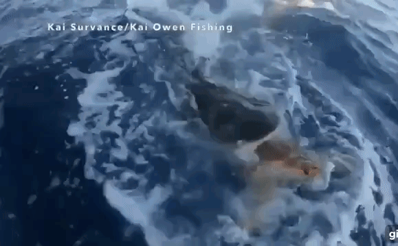 Rùa biển “cầu xin” ngư dân cứu giúp nó thoát khỏi hàm cá mập báo: Cái kết đẹp!