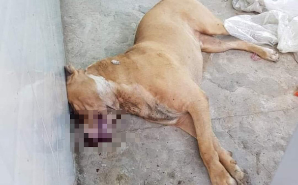 Vụ chó Pitbull cắn chết người ở Long An: "2 người đàn ông bị 2 con chó lớn vây cắn, vật lộn dưới nước"