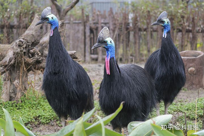 Cassowary: Loài chim nguy hiểm nhất hành tinh, ngay cả quân đội cũng phải nể sợ chúng vài phần - Ảnh 3.