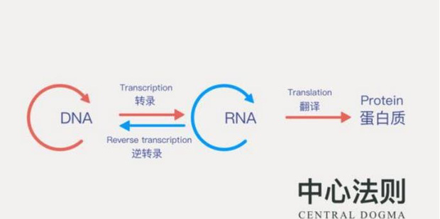 Vì sao bạch tuộc bị nghi ngờ là sinh vật ngoài hành tinh? - Ảnh 6.