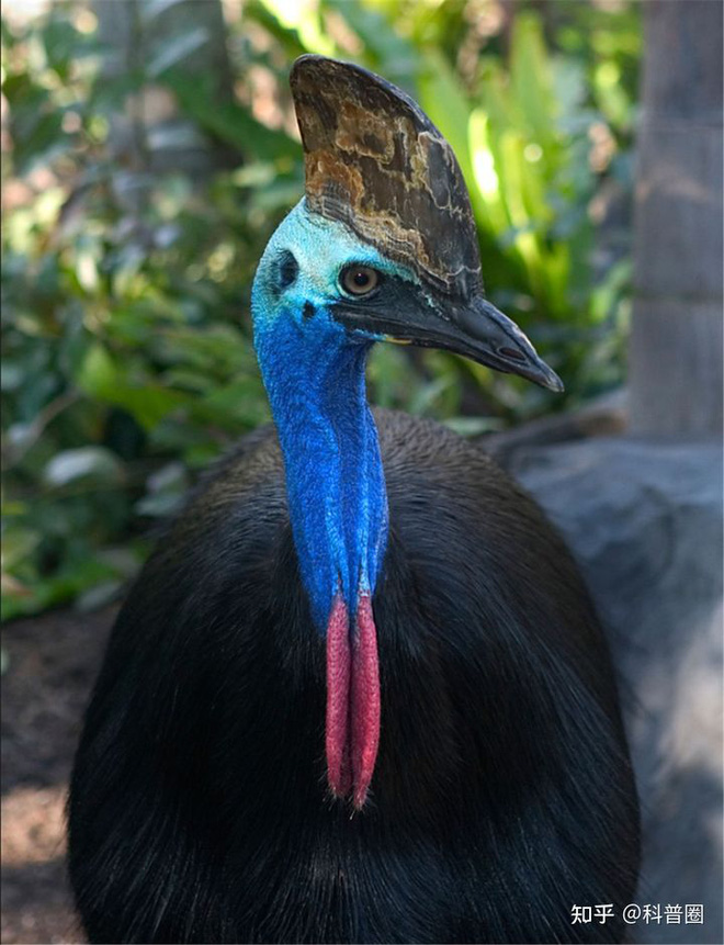 Cassowary: Loài chim nguy hiểm nhất hành tinh, ngay cả quân đội cũng phải nể sợ chúng vài phần - Ảnh 11.