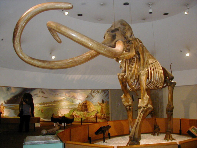 Top 10 loài động vật khủng khiếp nhất mà người tiền sử từng phải đối mặt - Ảnh 2.