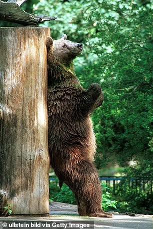 Gấu nâu cọ xát vào cây sẽ hấp dẫn và nhiều bạn tình hơn - Ảnh 2.