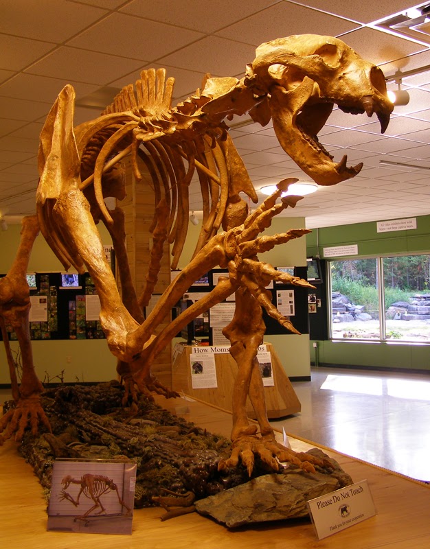Top 10 loài động vật khủng khiếp nhất mà người tiền sử từng phải đối mặt (P.2) - Ảnh 8.