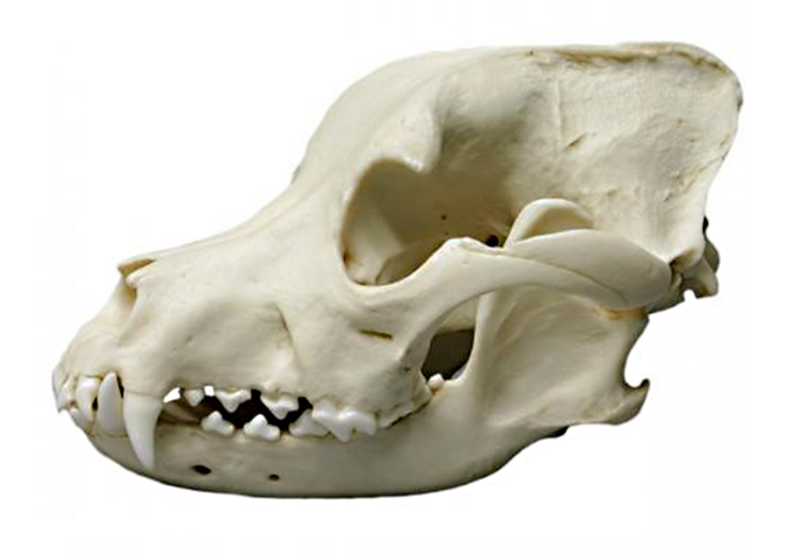 Giải m&atilde; khả năng kh&oacute;a h&agrave;m, đ&atilde; cắn l&agrave; kh&ocirc;ng dễ d&agrave;ng nhả ra của ch&oacute; Pitbull - Ảnh 3.