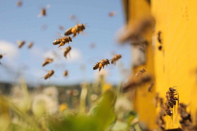 Bí mật thú vị về bãi yêu ong mật đực đợi ong chúa đến giao phối - Ảnh 1.