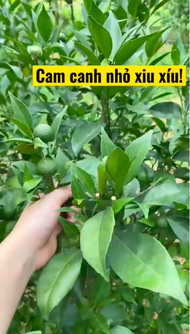  Trồng được vườn cây trái mọc trĩu cả cành, cô gái tuyên bố luôn từ nay sẽ chẳng bao giờ mua hoa quả bên ngoài nữa  - Ảnh 12.