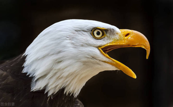Đại bàng đầu trắng đã từng trở thành con mồi của những thợ săn tiền thưởng tại Mỹ - Ảnh 2.