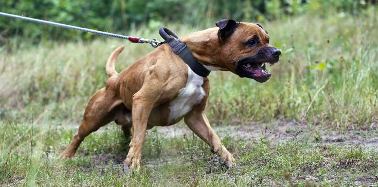 Top 5 loài chó nguy hiểm nhất thế giới, Pitbull vẫn chưa phải là kẻ mạnh nhất - Ảnh 2.
