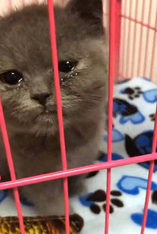 Đi làm về thấy mèo khóc thảm thiết, chủ nhân hốt hoảng rồi dở khóc dở cười khi phát hiện nguyên nhân phía sau - Ảnh 2. Đi làm về thấy mèo khóc thảm thiết, chủ nhân hốt hoảng rồi dở khóc dở cười khi phát hiện nguyên nhân phía sau - Ảnh 2.