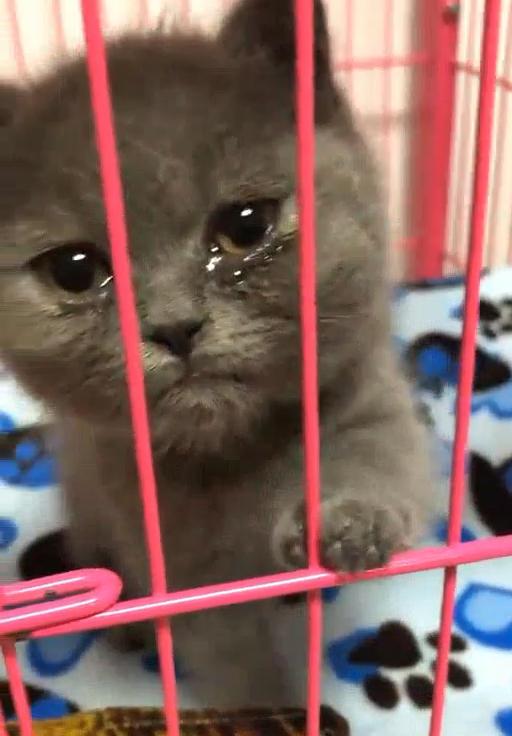 Đi làm về thấy mèo khóc thảm thiết, chủ nhân hốt hoảng rồi dở khóc dở cười khi phát hiện nguyên nhân phía sau - Ảnh 3. Đi làm về thấy mèo khóc thảm thiết, chủ nhân hốt hoảng rồi dở khóc dở cười khi phát hiện nguyên nhân phía sau - Ảnh 3.