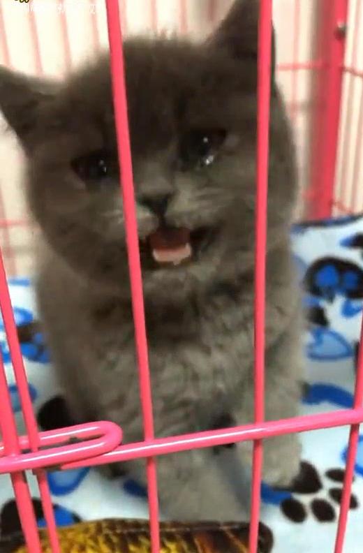 Đi làm về thấy mèo khóc thảm thiết, chủ nhân hốt hoảng rồi dở khóc dở cười khi phát hiện nguyên nhân phía sau - Ảnh 4. Đi làm về thấy mèo khóc thảm thiết, chủ nhân hốt hoảng rồi dở khóc dở cười khi phát hiện nguyên nhân phía sau - Ảnh 4.