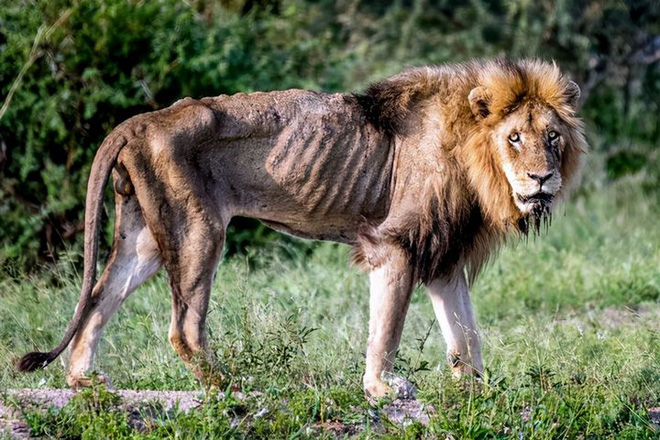 Chùm ảnh: Khoảnh khắc cuối đời của vua sư tử Skar từng ngự trị đồng cỏ Nam Phi - Ảnh 2.