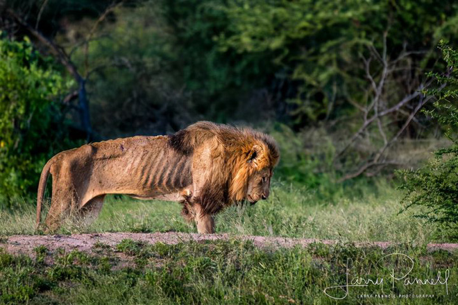 Chùm ảnh: Khoảnh khắc cuối đời của vua sư tử Skar từng ngự trị đồng cỏ Nam Phi - Ảnh 3.