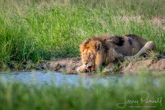 Chùm ảnh: Khoảnh khắc cuối đời của vua sư tử Skar từng ngự trị đồng cỏ Nam Phi - Ảnh 6.