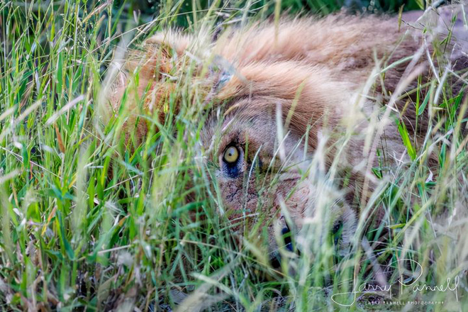 Chùm ảnh: Khoảnh khắc cuối đời của vua sư tử Skar từng ngự trị đồng cỏ Nam Phi - Ảnh 11.