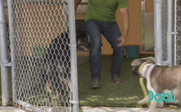 Chó Béc-giê bất ngờ bị chó Pitbull hung dữ tấn công, kết cục lưỡng bại câu thương