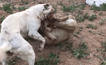 Pitbull đại chiến đẫm máu với loài chó được huấn luyện 'hết sức bình tĩnh' - kết cục thế nào?
