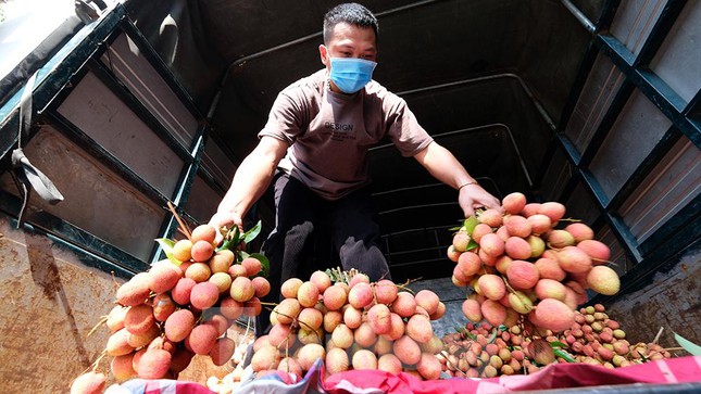 Vải thiều Bắc Giang được bán với giá 20.000 đồng/kg ở Thủ đô - Ảnh 1.