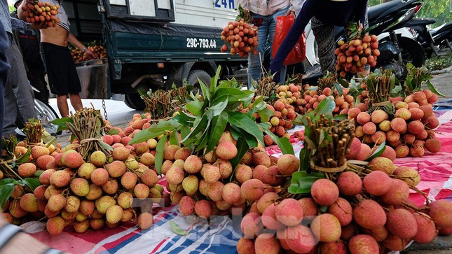 Vải thiều Bắc Giang được bán với giá 20.000 đồng/kg ở Thủ đô - Ảnh 14.