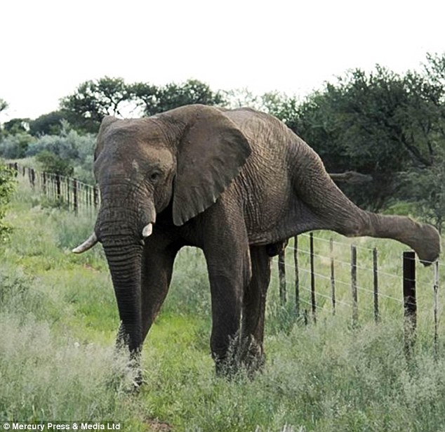 Chụp voi đi kiếm ăn ở rìa khu bảo tồn, nhiếp ảnh gia kinh ngạc vì hành động cực thông  minh của con vật - Ảnh 2.