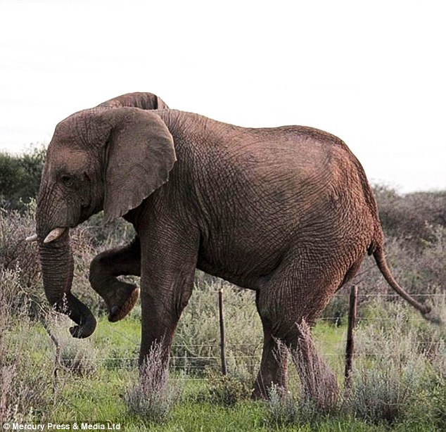 Chụp voi đi kiếm ăn ở rìa khu bảo tồn, nhiếp ảnh gia kinh ngạc vì hành động cực thông  minh của con vật - Ảnh 3.