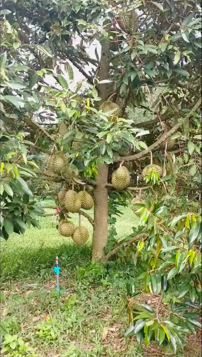 Cây sầu riêng thấp lè tè nhưng ra quả như con đàn cháu đống, dân mạng Việt ùa vào đòi… bứng nguyên gốc về nhà trồng! - Ảnh 4.