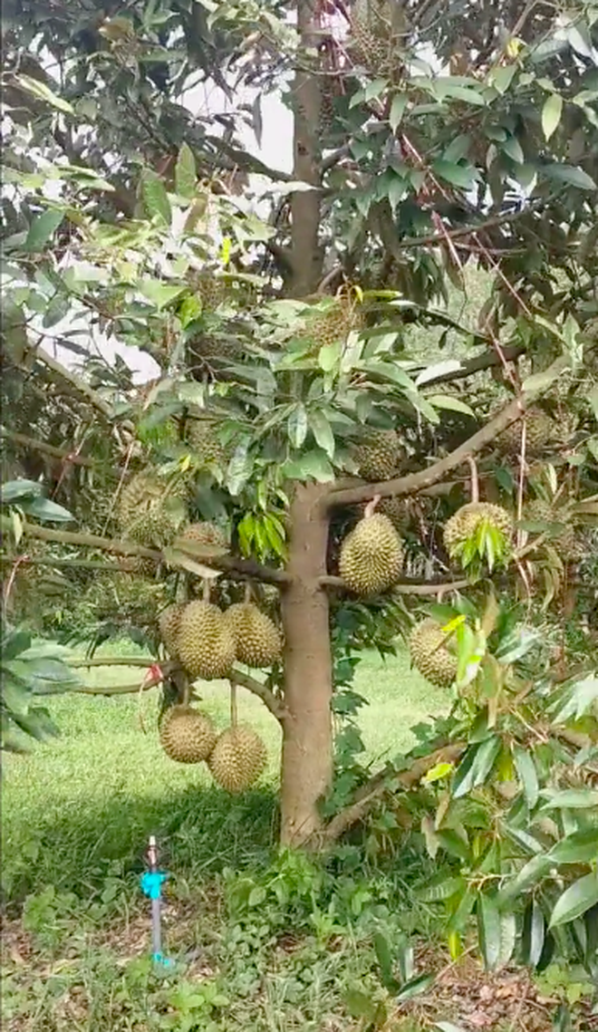 Cây sầu riêng thấp lè tè nhưng ra quả như con đàn cháu đống, dân mạng Việt ùa vào đòi… bứng nguyên gốc về nhà trồng! - Ảnh 5.