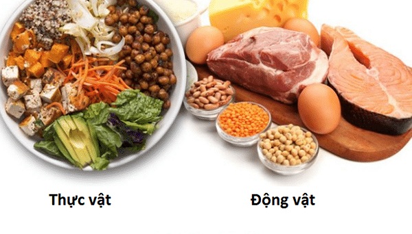 Thiếu protein, con người sẽ không hoạt động được - Ảnh 1.