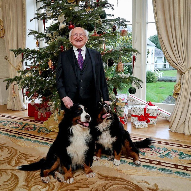 Chó cưng của Tổng thống Ireland càn quét MXH vì màn phá rối chủ đáng yêu hết sức ngay trên sóng trực tiếp - Ảnh 6.