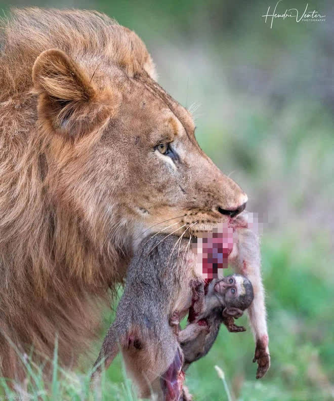 Chụp khoảnh khắc sư tử ngậm con mồi trong miệng, nhiếp ảnh gia phóng to ảnh xem mới nhận ra sự thật đau lòng - Ảnh 1.