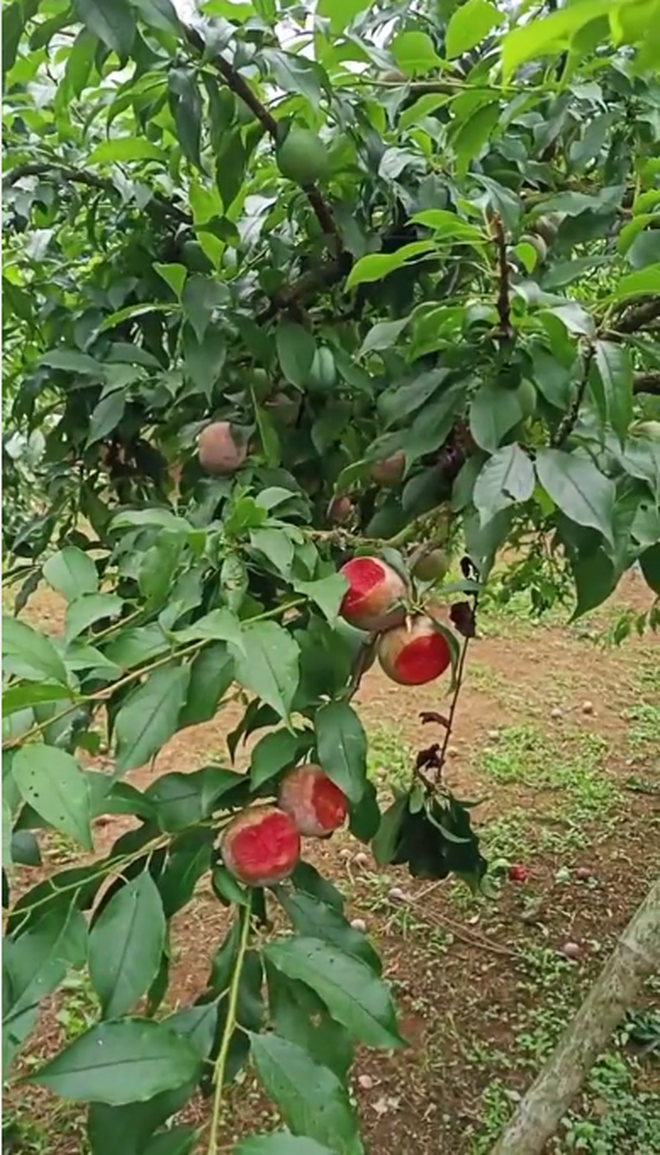 Mua vé vào vườn mận tham quan, nhóm bạn trẻ để lại chiến tích khiến chủ vườn ngao ngán, còn cộng đồng mạng thì phẫn nộ kịch liệt - Ảnh 3.