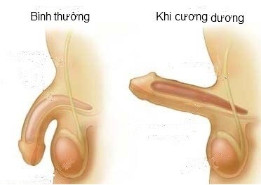 “Cậu nhỏ” và những bí mật ít người biết - Ảnh 1.