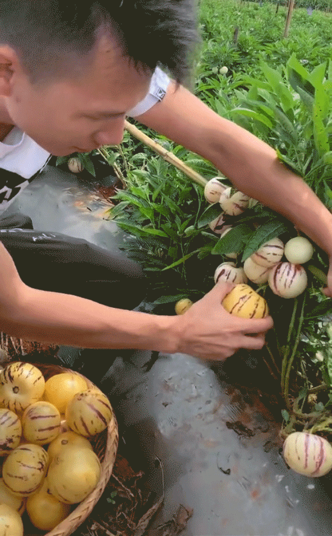 Loại dưa hấu màu vàng với cái tên rất Tây, có đầy ở Việt Nam nhưng nhiều người vẫn lắc đầu không biết - Ảnh 1.