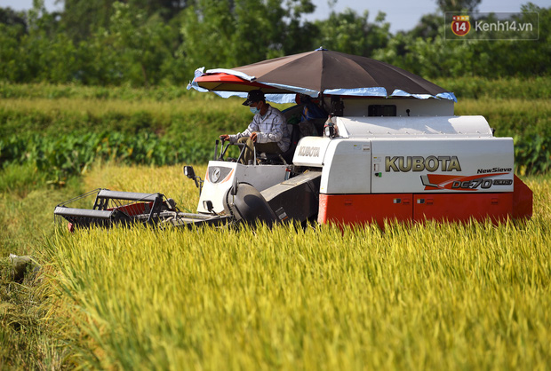 Ảnh: Tình nguyện viên đội nắng thu hoạch lúa cho người dân nơi tâm dịch Thuận Thành, Bắc Ninh - Ảnh 1.