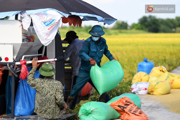 Ảnh: Tình nguyện viên đội nắng thu hoạch lúa cho người dân nơi tâm dịch Thuận Thành, Bắc Ninh - Ảnh 2.