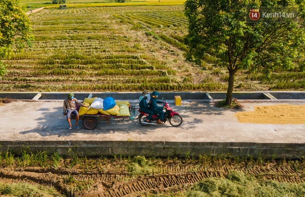Ảnh: Tình nguyện viên đội nắng thu hoạch lúa cho người dân nơi tâm dịch Thuận Thành, Bắc Ninh - Ảnh 11.