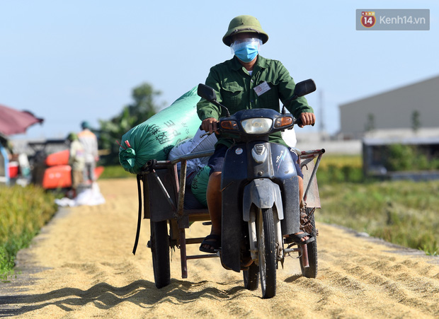 Ảnh: Tình nguyện viên đội nắng thu hoạch lúa cho người dân nơi tâm dịch Thuận Thành, Bắc Ninh - Ảnh 15.
