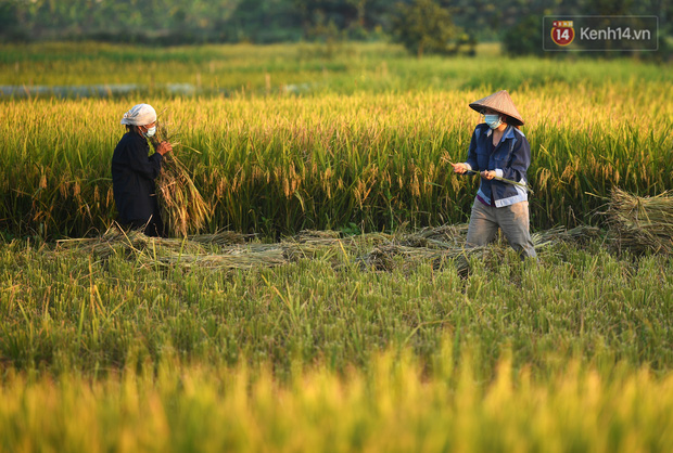 Ảnh: Tình nguyện viên đội nắng thu hoạch lúa cho người dân nơi tâm dịch Thuận Thành, Bắc Ninh - Ảnh 16.