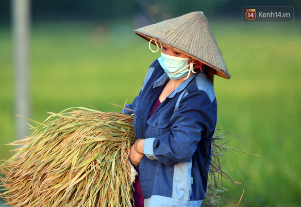 Ảnh: Tình nguyện viên đội nắng thu hoạch lúa cho người dân nơi tâm dịch Thuận Thành, Bắc Ninh - Ảnh 18.