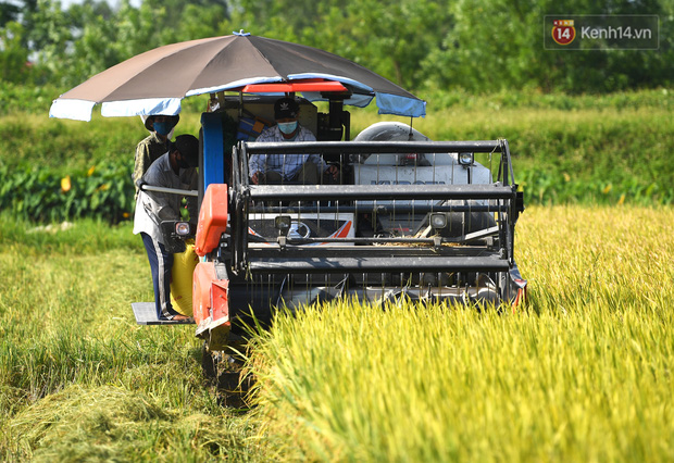 Ảnh: Tình nguyện viên đội nắng thu hoạch lúa cho người dân nơi tâm dịch Thuận Thành, Bắc Ninh - Ảnh 3.