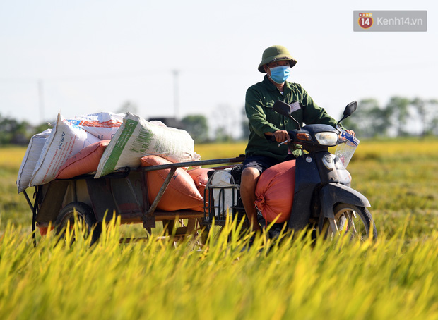 Ảnh: Tình nguyện viên đội nắng thu hoạch lúa cho người dân nơi tâm dịch Thuận Thành, Bắc Ninh - Ảnh 6.