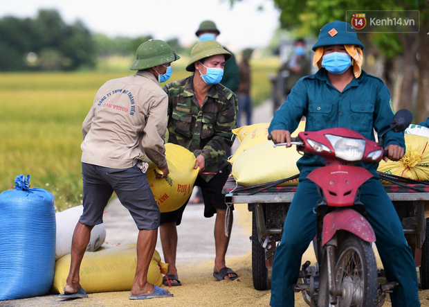 Ảnh: Tình nguyện viên đội nắng thu hoạch lúa cho người dân nơi tâm dịch Thuận Thành, Bắc Ninh - Ảnh 7.