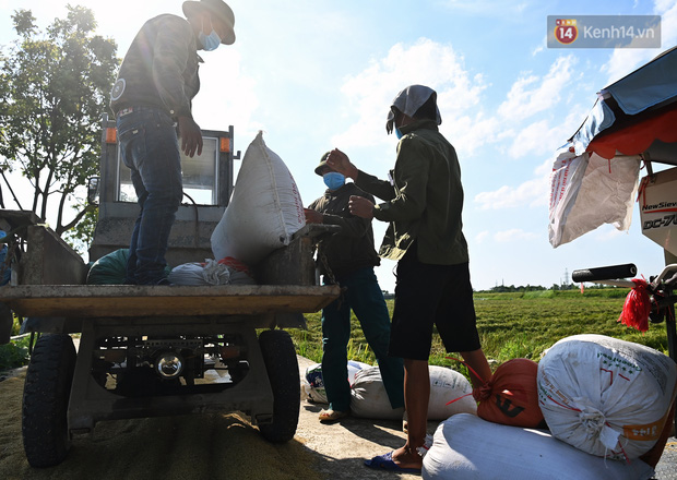 Ảnh: Tình nguyện viên đội nắng thu hoạch lúa cho người dân nơi tâm dịch Thuận Thành, Bắc Ninh - Ảnh 10.