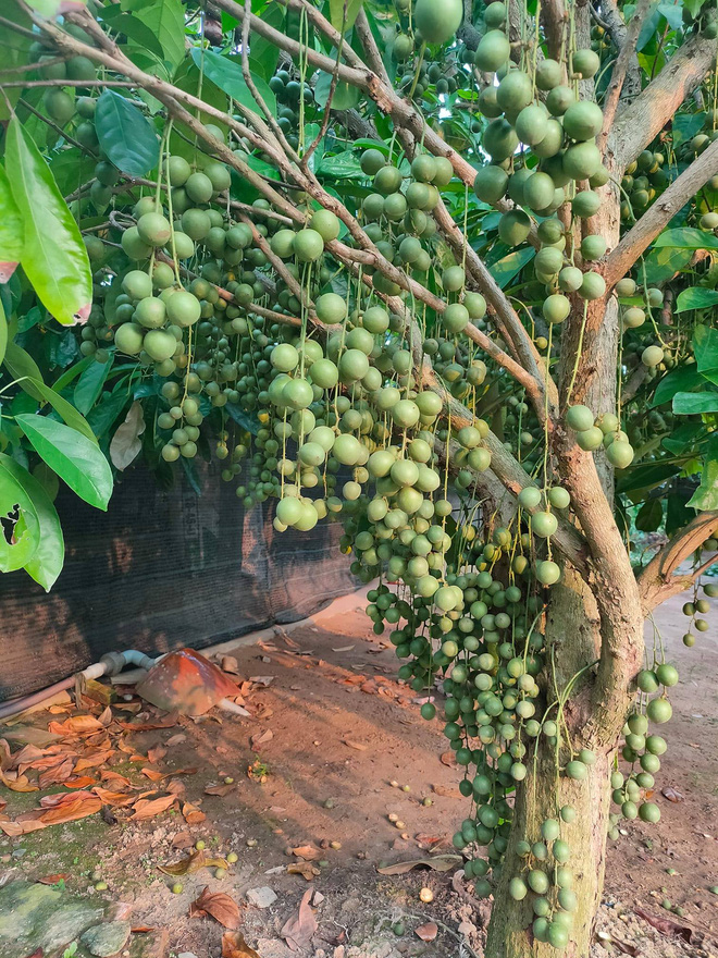 Cô gái khoe loại quả mọc kín mít từ gốc lên thân cây khiến dân mạng ngỡ ngàng, ngơ ngác rồi… bật ngửa vì sợ! - Ảnh 13.