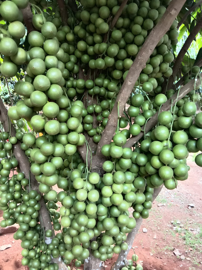 Cô gái khoe loại quả mọc kín mít từ gốc lên thân cây khiến dân mạng ngỡ ngàng, ngơ ngác rồi… bật ngửa vì sợ! - Ảnh 8.