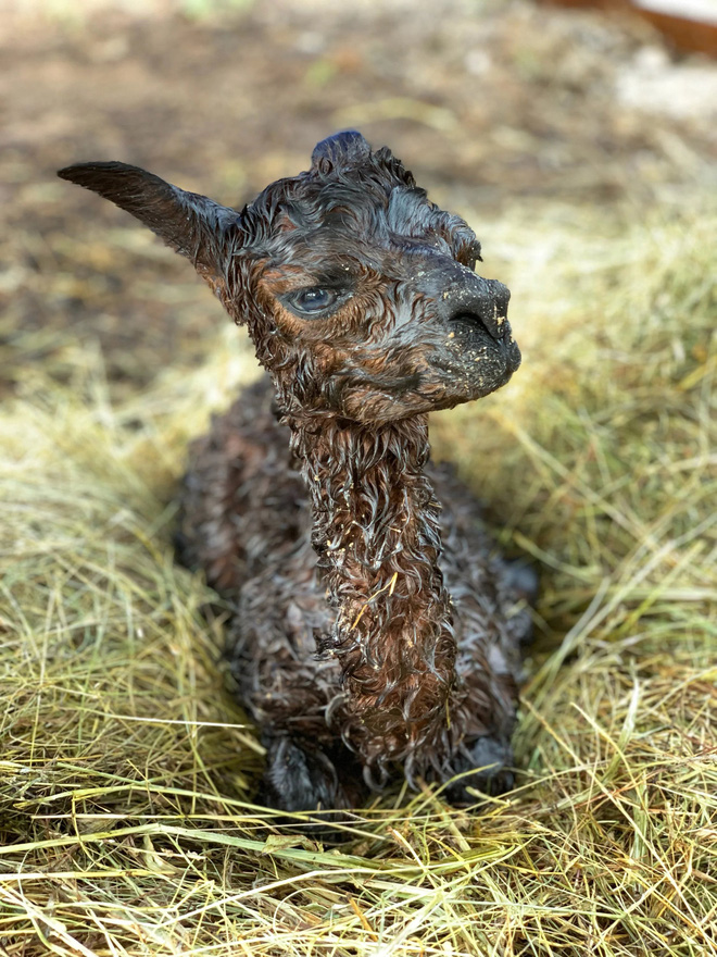 Lạc đà Alpaca mới đẻ có ngoại hình xấu như ma cấu, trái ngược với vẻ bảnh bao lúc lớn - Ảnh 2.