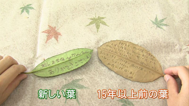 Đẳng cấp dịch vụ bưu chính Nhật Bản: Chỉ cần dán tem, một chiếc lá cũng được chuyển giao nguyên vẹn - Ảnh 3.