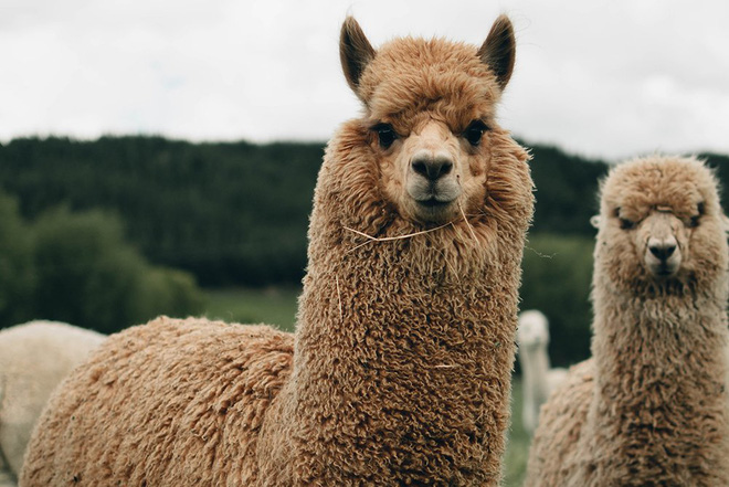 Lạc đà Alpaca mới đẻ có ngoại hình xấu như ma cấu, trái ngược với vẻ bảnh bao lúc lớn - Ảnh 4.