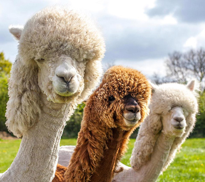 Lạc đà Alpaca mới đẻ có ngoại hình xấu như ma cấu, trái ngược với vẻ bảnh bao lúc lớn - Ảnh 5.